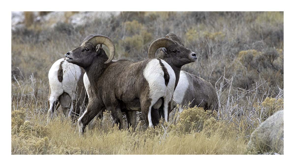 National Elk Refuge